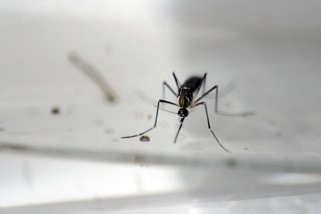 an aedes aegypti mosquito is photographed in a laboratory of control of epidemiological vectors in san salvador on january 27 2016 photo afp