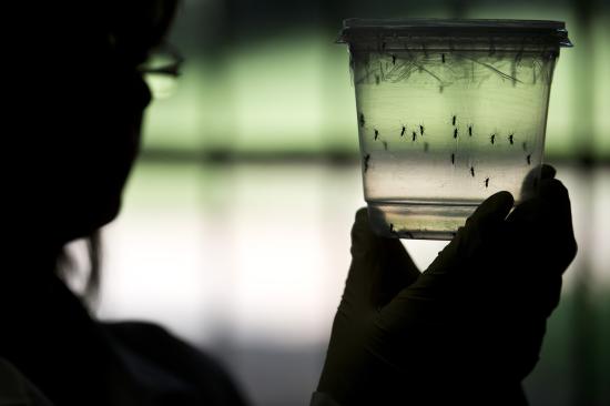 a researcher looks at aedes aegypti mosquitoes capable of spreading the zika virus at a lab in the institute of biomedical sciences of the university of sao paulo brazil on jan 8 2016 photo afp
