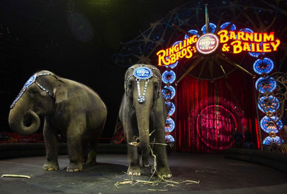 youngest elephant at famed us circus dies youngest elephant at famed us circus dies