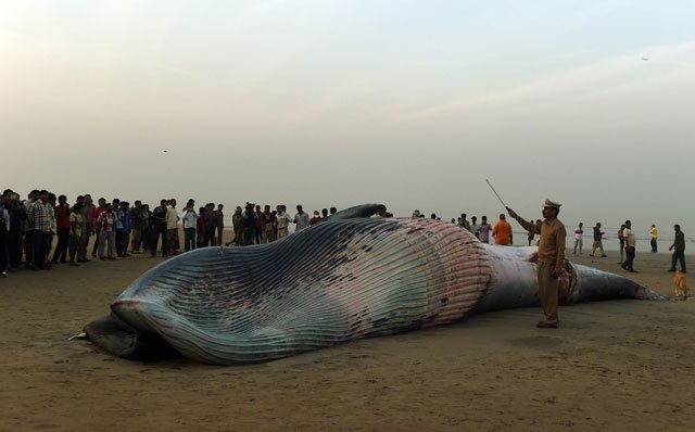 onlookers gather around a 23 feet dead whale washed ashore at the juhu chowpatty in mumbai on january 29 2016 photo afp