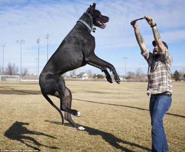 is this 7 feet tall great dane the world s tallest dog is this 7 feet tall great dane the world s tallest dog
