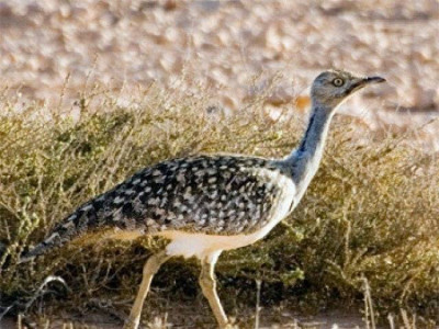saudi prince arrives in balochistan to hunt houbara bustard saudi prince arrives in balochistan to hunt houbara bustard
