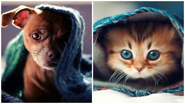 your canine friend loves you five times more than the feline counterpart photo dnaindia your canine friend loves you five times more than the feline counterpart photo dnaindia