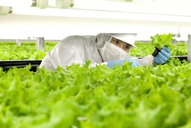 this june 14 2012 hand out picture shows a worker checking lettuces at the indoor farm of spread company in its kameoka factory in kameoka city kyoto prefecture photo afp