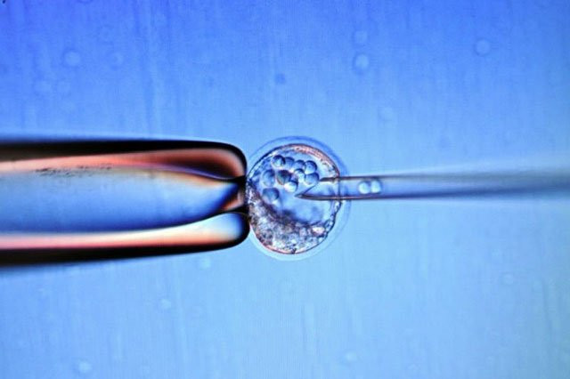 a scientist modifies an embroyo in a laboratory photo afp file a scientist modifies an embroyo in a laboratory photo afp file