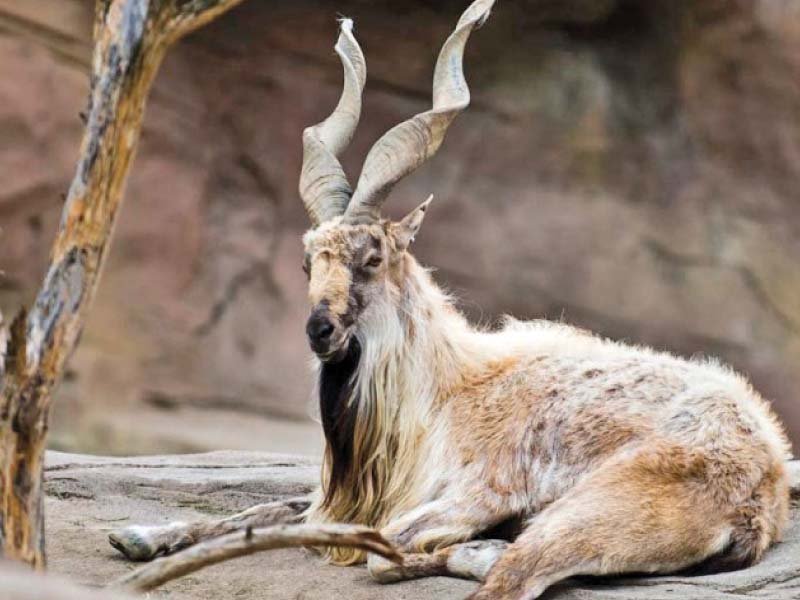 Hunter turns protector for rare markhor