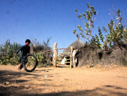stunting down to 50 in tharparkar stunting down to 50 in tharparkar