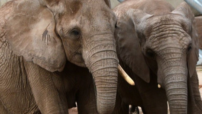 asian elephant found dead at oklahoma zoo second to die in months