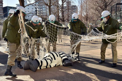 tokyo zoo stages zebra escape tokyo zoo stages zebra escape