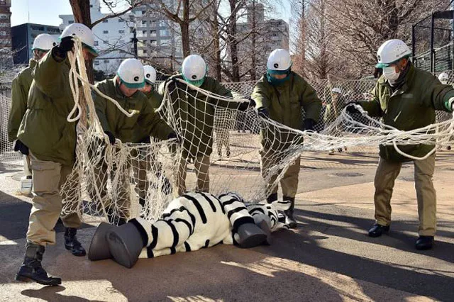 zookeepers capture a zookeeper dressed as zebra bottom during a drill to practice what to do in the event of an animal escape at the ueno zoo in tokyo on february 2 2016 about 150 zookeepers participated in the annual drill photo afp zookeepers capture a zookeeper dressed as zebra bottom during a drill to practice what to do in the event of an animal escape at the ueno zoo in tokyo on february 2 2016 about 150 zookeepers participated in the annual drill photo afp
