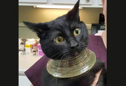 this curious cat is now an accidental fashion icon