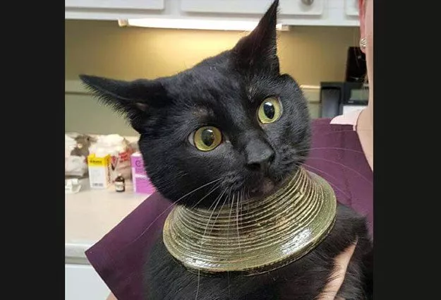 purrr fect cat astrophe photo imgur purrr fect cat astrophe photo imgur