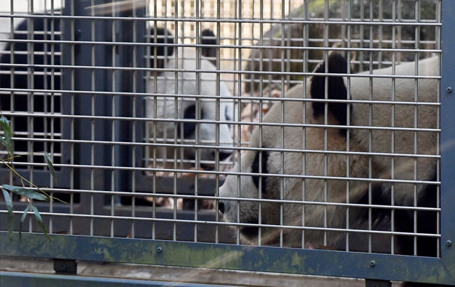 this file picture taken on february 2 2016 shows male giant panda riri r and female giant panda shin shin l rear walking in their enclosure at the ueno zoo in tokyo photo afp