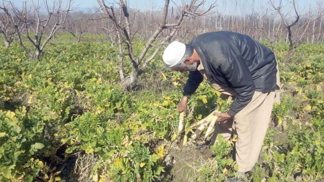 a man picks radishes in malakand photo express a man picks radishes in malakand photo express