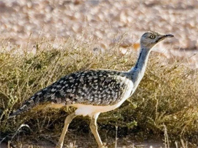 houbara bustard photo file houbara bustard photo file