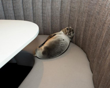 sea lion takes a booth at san diego restaurant on the beach