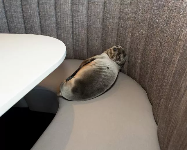 but the pup was hardly given a chance to get comfortable photo reuters but the pup was hardly given a chance to get comfortable photo reuters