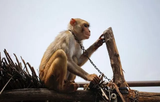 raju a monkey is seen chained to a wooden log on a thatched roof at banetha village located in the northwestern state of rajasthan photo reuters raju a monkey is seen chained to a wooden log on a thatched roof at banetha village located in the northwestern state of rajasthan photo reuters