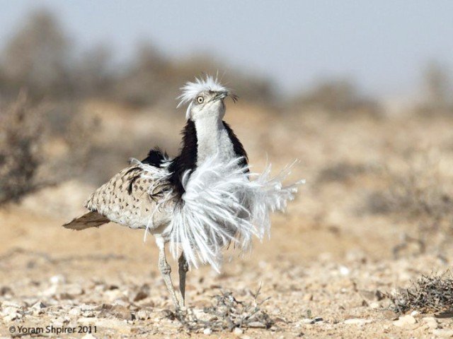 houbara bustard photo file