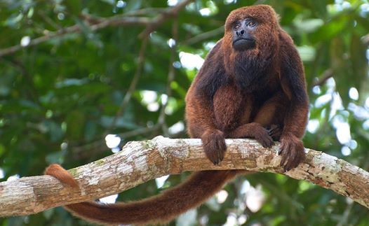 female howler monkeys can reach up to 20 pounds 9 kg and males up to 40 pound photo samaa