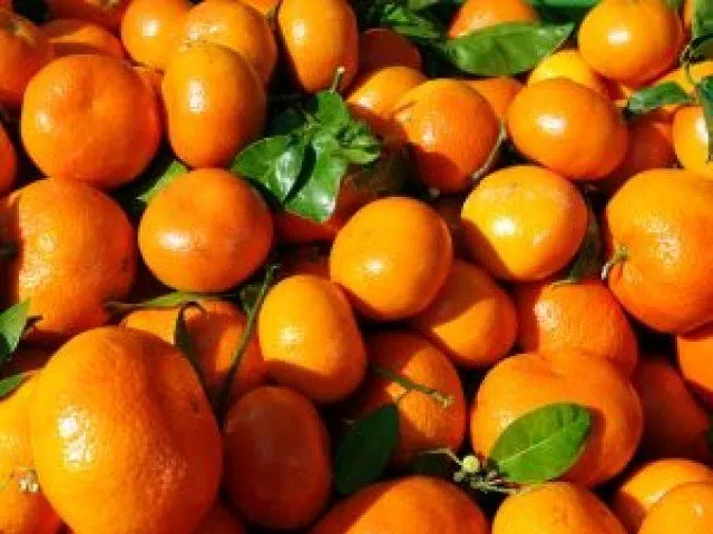 warmer winter stymies cultivation of seasonal crops photo file warmer winter stymies cultivation of seasonal crops photo file