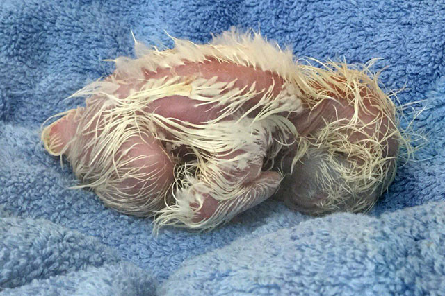 this handout photo taken on february 4 2016 and released by the philippine eagle foundation on february 8 2016 shows a newly hatched rare monkey eating eagle at the philippine eagle foundation 039 s conservation breeding programme in davao in the southern philippines the success of captive breeding of rare monkey eating eagles in the southern philippines has left the breeding facility scrambling for space officials said february 8 another eaglet was hatched last week the second in barely three months helping the giant bird 039 s fight against extinction photo afp