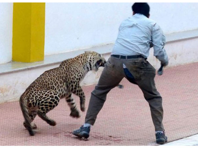 a scientist and a forest employee were among who were mauled by the animal screen grab a scientist and a forest employee were among who were mauled by the animal screen grab