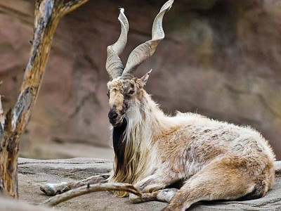 a blood sport poachers arrested for illegal hunt of kashmiri markhor