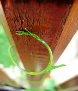 a houseplant i named hope