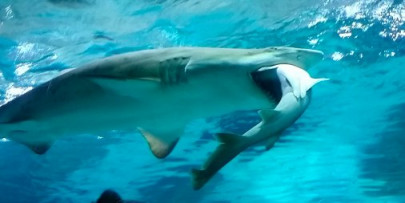 record number of shark attacks in 2015 researchers find