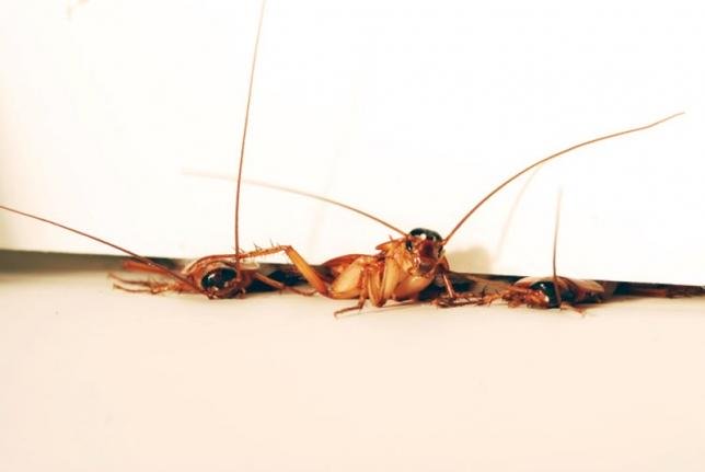 three cockroaches squeeze though a 3mm crevice under a room door at different stages of traversal in this undated handout photo courtesy of polypedal lab uc berkeley photo reuters