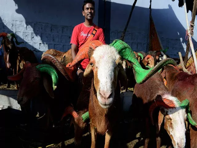 an indian muslim vendor handles a goat at a livestock market in hyderabad on september 22 2015 ahead of the muslim feast of eid al adha photo afp an indian muslim vendor handles a goat at a livestock market in hyderabad on september 22 2015 ahead of the muslim feast of eid al adha photo afp