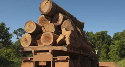 islamic state smuggling timber into pakistan say afghan officials islamic state smuggling timber into pakistan say afghan officials