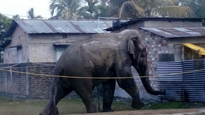 rampaging elephant damages buildings in indian city