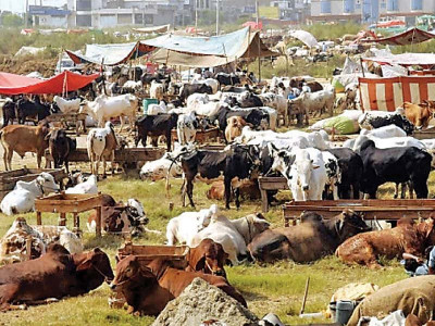 overhaul pti govt to announce livestock policy overhaul pti govt to announce livestock policy