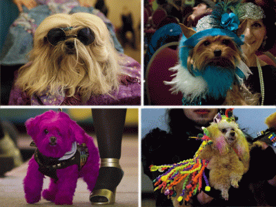 dogs cats chickens strut their stuff for new york pet fashion show