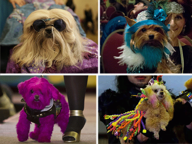 fashion show is a fundraiser for animal rescue groups photo photofile fashion show is a fundraiser for animal rescue groups photo photofile