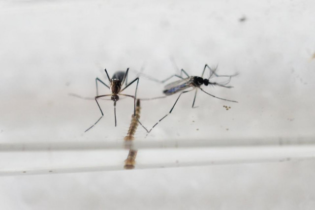 the zika virus is a flu like disease that is transmitted by the aedes aegypti mosquito photo afp the zika virus is a flu like disease that is transmitted by the aedes aegypti mosquito photo afp
