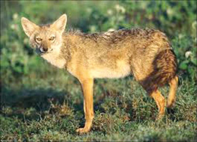 hospitals out of meds jackals injure 10 in lower dir hospitals out of meds jackals injure 10 in lower dir