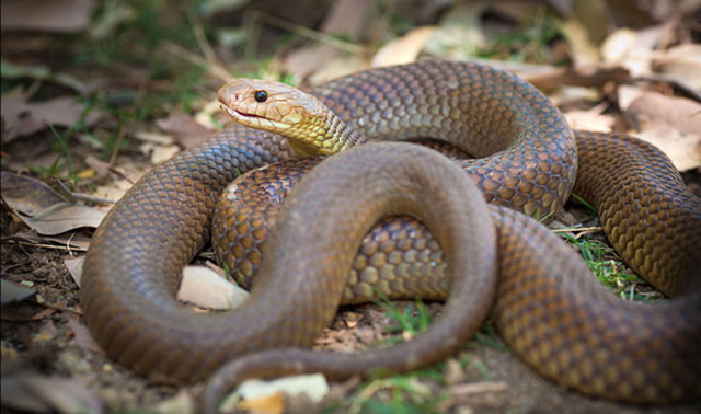 photo australian national geographic photo australian national geographic