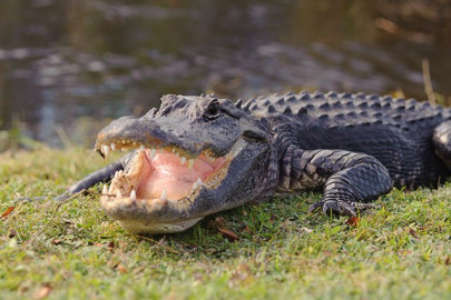 do you want fries with that man charged with throwing alligator into fast food restaurant