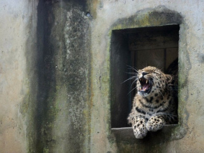 no to zoos animal rights activists press govt for wildlife park no to zoos animal rights activists press govt for wildlife park