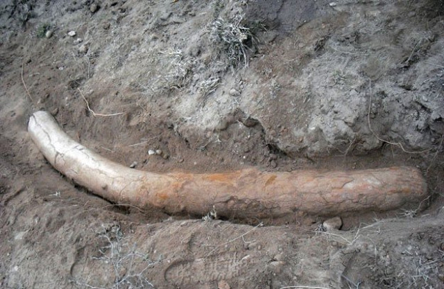 this handout photograph taken on january 17 2016 and released by the university of punjab shows a stegodon tusk at the discovery site at padri village in jhelum district photo afp this handout photograph taken on january 17 2016 and released by the university of punjab shows a stegodon tusk at the discovery site at padri village in jhelum district photo afp