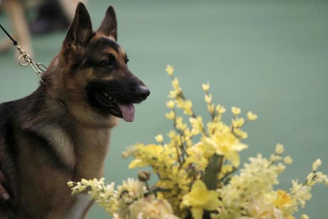 rumor a german shepard stands in the ring after winning best in breed during judging at the 2016 westminster kennel club dog show in the manhattan borough of new york city february 15 2016 photo reuters