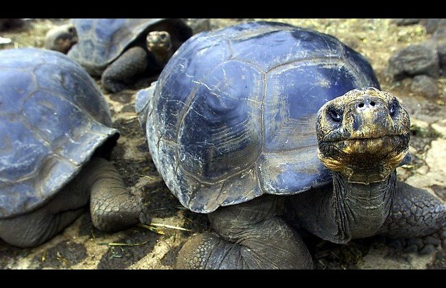 file photo of turtles photo afp