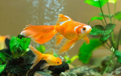 japanese mum made daughter eat 30 pet goldfish as punishment japanese mum made daughter eat 30 pet goldfish as punishment