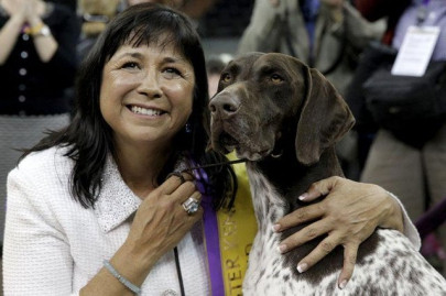 german shorthaired pointer named cj wins westminster dog show german shorthaired pointer named cj wins westminster dog show