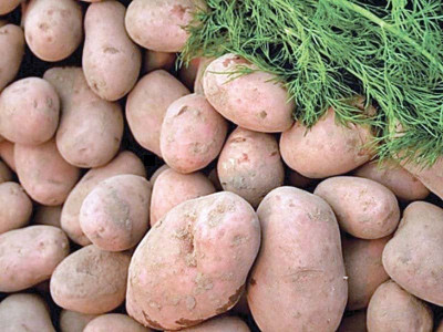 government facilitates potato exports