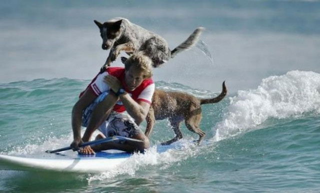 australian dog trainer and former surfing champion chris de aboitiz rides a wave with his dogs millie top and rama off sydney 039 s palm beach february 18 2016 reuters australian dog trainer and former surfing champion chris de aboitiz rides a wave with his dogs millie top and rama off sydney 039 s palm beach february 18 2016 reuters