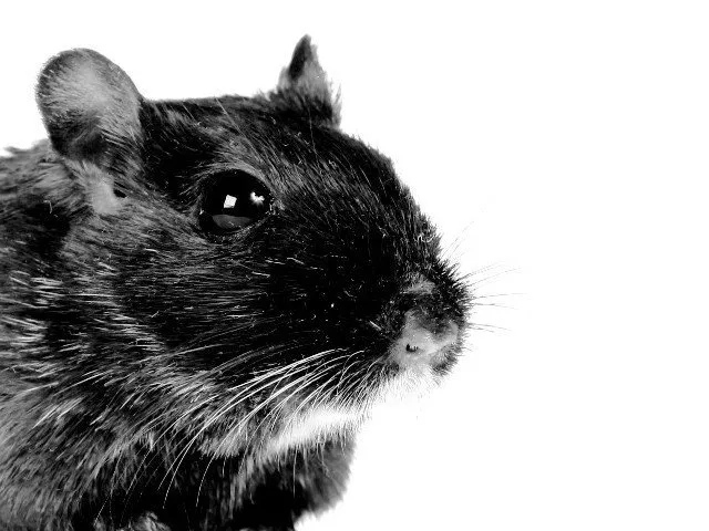 mohammad huzaifa was asleep in his house when a rat bit him on the nose photo file